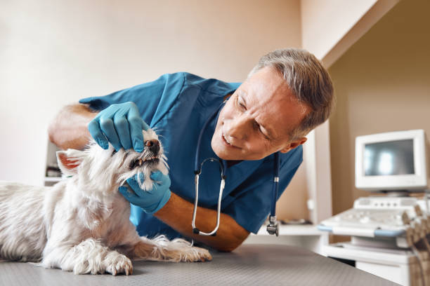  Washington, NJ Emergency Dentist Pros
